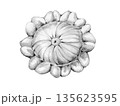 young pattypan squash drawn in pencil on a white background 135623595