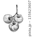 cherry tomatoes cocktail on a branch drawn with pencil on a white background 135623607
