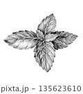 basil purple leaves. drawn with pencil on white background 135623610