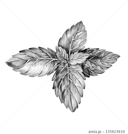 basil purple leaves. drawn with pencil on white background basil purple leaves. drawn with pencil on white background 135623610