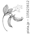 green peas on a branch drawn with a pencil on a white background 135623612