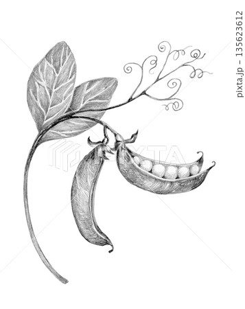 green peas on a branch drawn with a pencil on a white background green peas on a branch drawn with a pencil on a white background 135623612