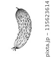 young cucumber drawn with pencil on white background 135623614