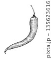 hot chili pepper young drawn in pencil on white background 135623616