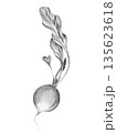 young radish drawn with pencil on white background 135623618