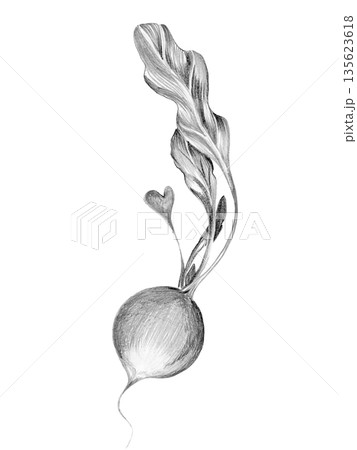 young radish drawn with pencil on white background young radish drawn with pencil on white background 135623618