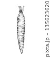 carrot drawn with pencil on white background 135623620