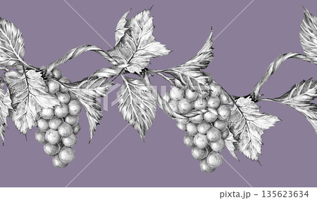 Grapevine branch with leaves and berries. Seamless border, Hand drawn with pencil on lilac background Grapevine branch with leaves and berries. Seamless border, Hand drawn with pencil on lilac background 135623634