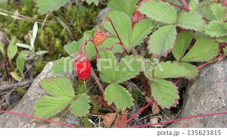シロバナヘビイチゴの花 シロバナヘビイチゴの花 135623815