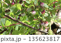 ブルーベリーの花 135623817