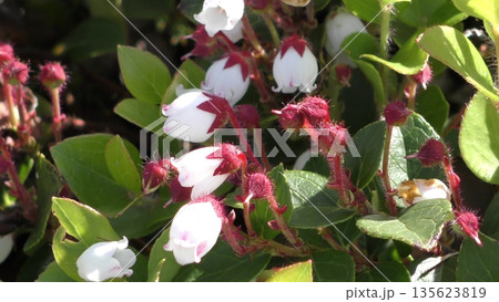 イワハゼの花 イワハゼの花 135623819