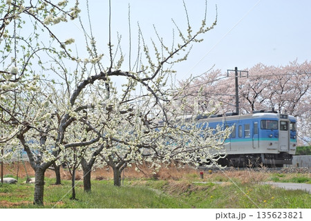 梅と桜と信越本線115系 135623821