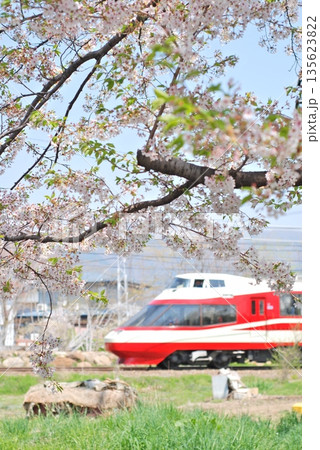 桜と長野電鉄 135623822