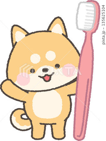 歯ブラシを持つ茶色の柴犬 135625104