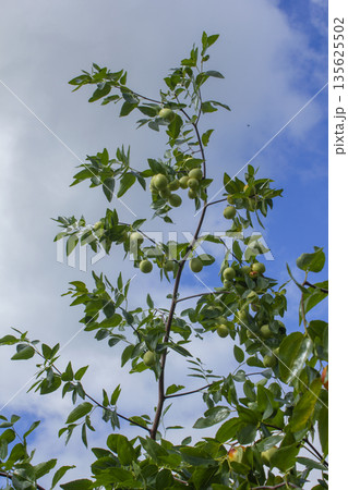It is a branch of a jujube tree with ripe fruit. 135625502