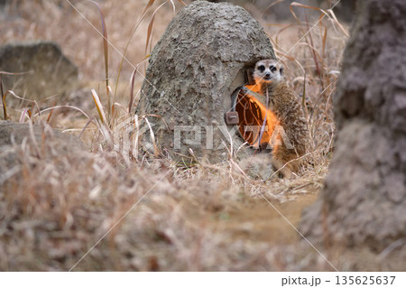 寒い日には暖房が一番ですよというミーアキャット 135625637