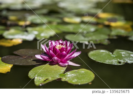 Vivid pink lily amidst lush green waters, Detailed view of soft pink water lily floating over dewy leaves in tranquil pond Vivid pink lily amidst lush green waters, Detailed view of soft pink water lily floating over dewy leaves in tranquil pond 135625675
