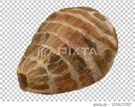 Illustration of a whole taro (pointed shape) 135625767