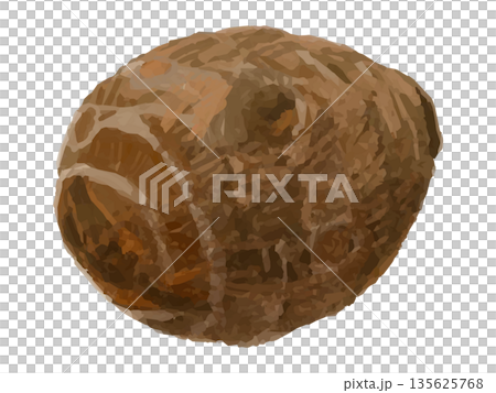 丸ごと1個の里芋のイラスト(丸い形) 135625768