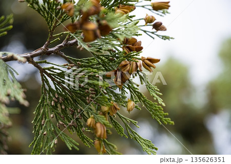 Thuja branches with seeds close-up 135626351