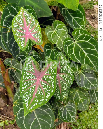 Caladium Bicolor and Anthurium Crystallinum Leaves in Tropical Shade Garden 135626357