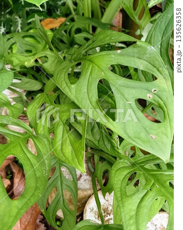 Monstera Adansonii Swiss Cheese Plant Leaves Close Up in Garden 135626358