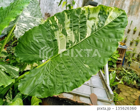 Variegated Alocasia Macrorrhiza Variegata Leaf Close Up in Tropical Garden Variegated Alocasia Macrorrhiza Variegata Leaf Close Up in Tropical Garden 135626360