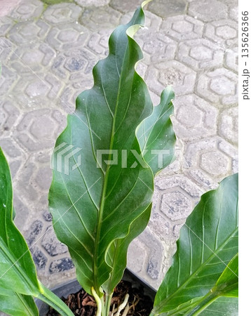 Large Green Leaf of Anthurium Plowmanii Wave of Love Plant Close Up Large Green Leaf of Anthurium Plowmanii Wave of Love Plant Close Up 135626366