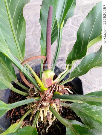 Anthurium Plowmanii Wave of Love Plant with Purple Spadix Inflorescence Anthurium Plowmanii Wave of Love Plant with Purple Spadix Inflorescence 135626367