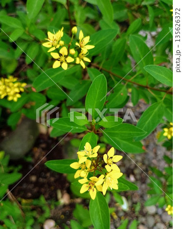 Yellow Thryallis Galphimia Glauca Flowers in Sunlight Background Yellow Thryallis Galphimia Glauca Flowers in Sunlight Background 135626372
