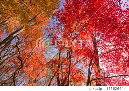 滋賀県の霊仙山、榑ヶ畑道の紅葉 滋賀県の霊仙山、榑ヶ畑道の紅葉 135626444