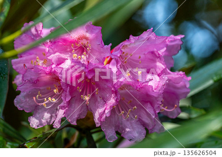 弁財天石楠花の丘 135626504