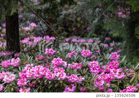 弁財天石楠花の丘 弁財天石楠花の丘 135626506