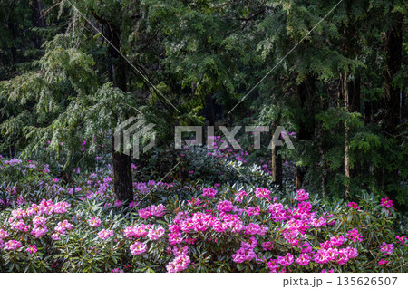 弁財天石楠花の丘 弁財天石楠花の丘 135626507