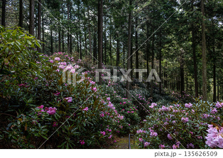 弁財天石楠花の丘 弁財天石楠花の丘 135626509