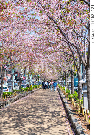 【神奈川県】桜並木が美しい鎌倉の段葛 135626521