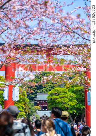 【神奈川県】桜が美しい鎌倉の段葛 135626522