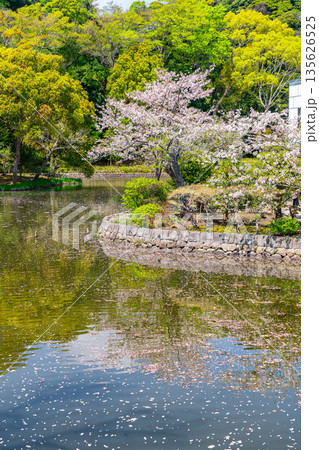【神奈川県】鶴岡八幡宮の平家池に咲く美しい桜 【神奈川県】鶴岡八幡宮の平家池に咲く美しい桜 135626525