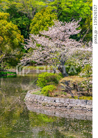 【神奈川県】鶴岡八幡宮の平家池に咲く美しい桜 135626527