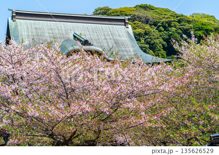 【神奈川県】鎌倉の建長寺に咲く美しい桜 135626529