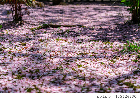足元に散った美しい桜の絨毯 135626530