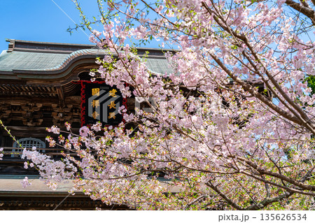 【神奈川県】鎌倉の建長寺に咲く美しい桜 135626534
