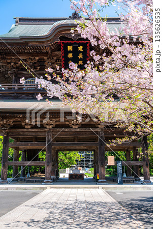 【神奈川県】鎌倉の建長寺に咲く美しい桜 135626535