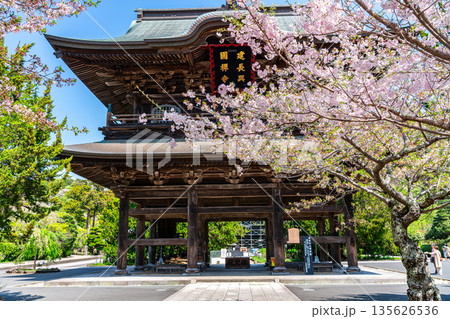 【神奈川県】鎌倉の建長寺に咲く美しい桜 135626536