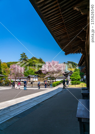 【神奈川県】鎌倉の建長寺に咲く美しい桜 135626540