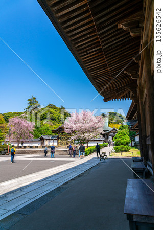 【神奈川県】鎌倉の建長寺に咲く美しい桜 135626542
