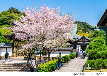 【神奈川県】鎌倉の建長寺に咲く美しい桜 【神奈川県】鎌倉の建長寺に咲く美しい桜 135626543