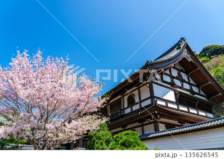 【神奈川県】鎌倉の建長寺に咲く美しい桜 135626545