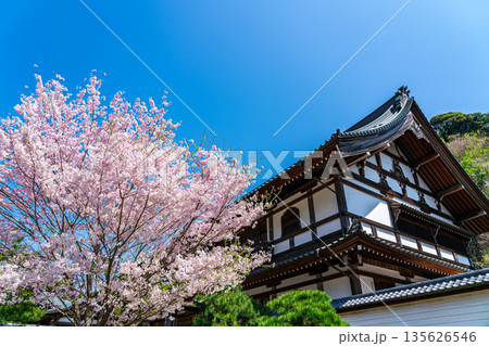 【神奈川県】鎌倉の建長寺に咲く美しい桜 135626546