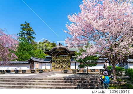 【神奈川県】鎌倉の建長寺に咲く美しい桜 【神奈川県】鎌倉の建長寺に咲く美しい桜 135626548